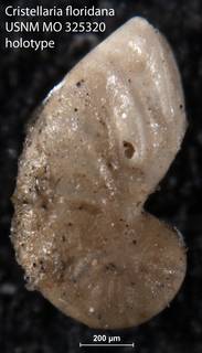 To NMNH Paleobiology Collection (Cristellaria floridana USNM MO 325320 holotype)
