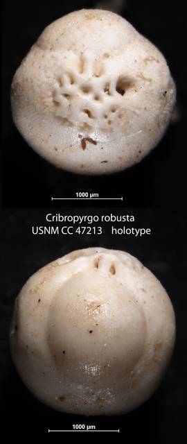 To NMNH Paleobiology Collection (Cribropyrgo robusta USNM CC 47213 holotype)