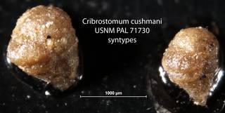 To NMNH Paleobiology Collection (Cribrostomum cushmani USNM PAL 71730 syntypes)