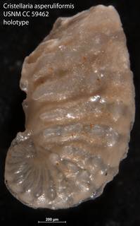 To NMNH Paleobiology Collection (Cristellaria asperuliformis USNM CC 59462 holotype)