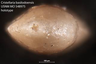 To NMNH Paleobiology Collection (Cristellaria basilodoensis USNM MO 548975 holotype 2)