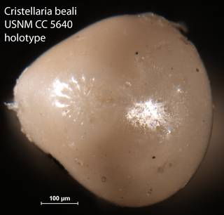 To NMNH Paleobiology Collection (Cristellaria beali USNM CC 5640 holotype 2)