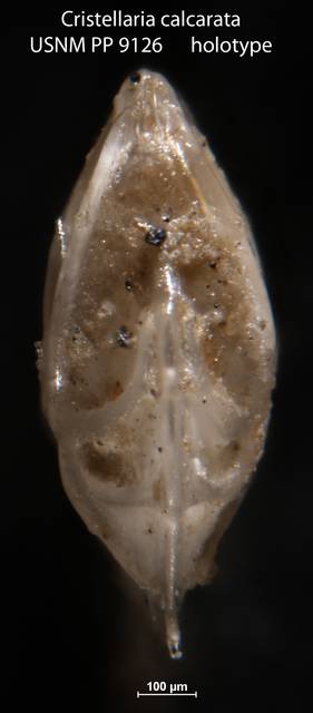 To NMNH Paleobiology Collection (Cristellaria calcarata USNM PP 9126 holotype 2)