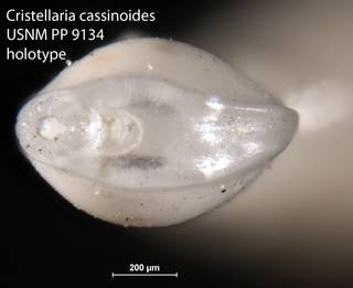 To NMNH Paleobiology Collection (Cristellaria cassinoides USNM PP 9134 holotype 2)