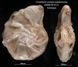 To NMNH Paleobiology Collection (Cristellaria costata subdecorata USNM PP 9131 holotype)