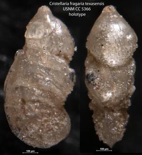 To NMNH Paleobiology Collection (Cristellaria fragaria texasensis USNM CC 5366 holotype)