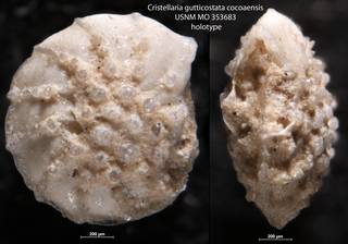 To NMNH Paleobiology Collection (Cristellaria gutticostata cocoaensis USNM MO 353683 holotype)