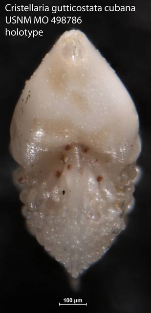 To NMNH Paleobiology Collection (Cristellaria gutticostata cubana USNM MO 498786 holotype 2)