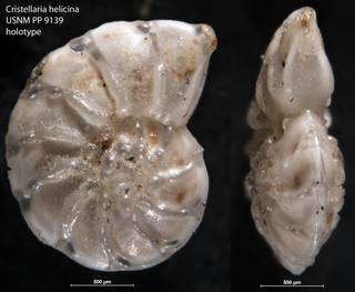 To NMNH Paleobiology Collection (Cristellaria helicina USNM PP 9139 holotype)