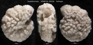 To NMNH Paleobiology Collection (Saudella ornata USNM PAL 382536 holotype)