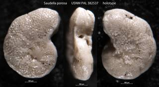 To NMNH Paleobiology Collection (Saudella porosa USNM PAL 382537 holotype)