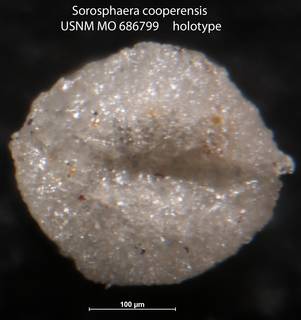 To NMNH Paleobiology Collection (Sorosphaera cooperensis USNM MO 686799 holotype)