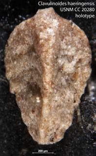 To NMNH Paleobiology Collection (Clavulinoides haeringensis USNM CC 20280 holotype)