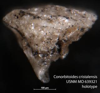 To NMNH Paleobiology Collection (Conorbitoides cristalensis USNM MO 639321 holotype)