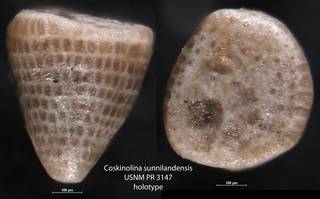 To NMNH Paleobiology Collection (Coskinolina sunnilandensis USNM PR 3147 holotype)