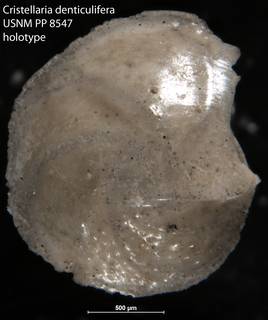 To NMNH Paleobiology Collection (Cristellaria denticulifera USNM PP 8547 holotype)