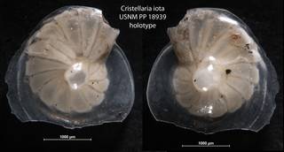 To NMNH Paleobiology Collection (Cristellaria iota USNM PP 18939 holotype)