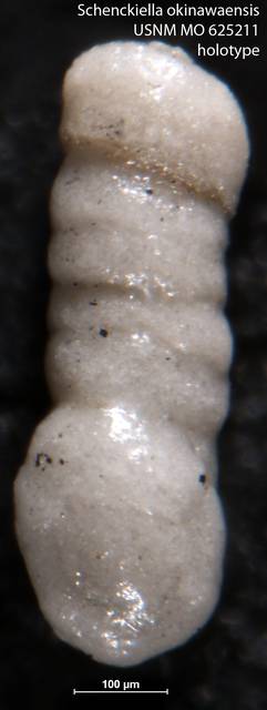 To NMNH Paleobiology Collection (Schenckiella okinawaensis USNM MO 625211 holotype)