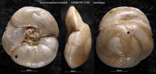 To NMNH Paleobiology Collection (Sestronophora arnoldi USNM PR 3130 holotype)
