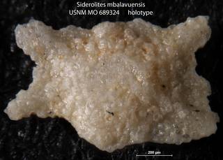 To NMNH Paleobiology Collection (Siderolites mbalavuensis USNM MO 689324 holotype)