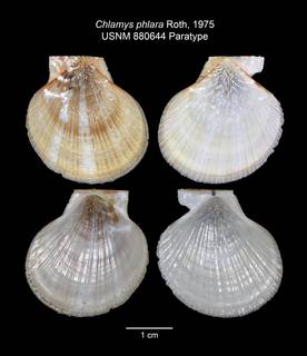 To NMNH Extant Collection (IZ MOL 880644 Bivalve Paratype Shell Plate)