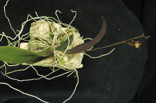 To NMNH Extant Collection (orch Oncidium sp.1 MSBG2001-0340A.JPG)
