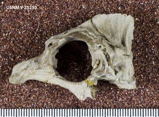 To NMNH Paleobiology Collection (USNM V 25250_1)
