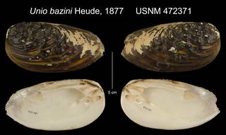 To NMNH Extant Collection (Unio bazini Heude, 1877     USNM 472371)