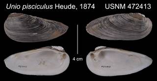 To NMNH Extant Collection (Unio pisciculus Heude, 1874     USNM 472413)