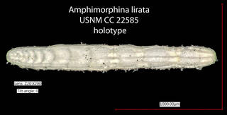 To NMNH Paleobiology Collection (Amphimorphina lirata USNM CC 22585 holotype)