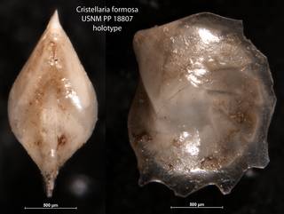 To NMNH Paleobiology Collection (Cristellaria formosa USNM PP 18807 holotype)