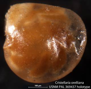 To NMNH Paleobiology Collection (Cristellaria orelliana USNM PAL 369437 holotype)