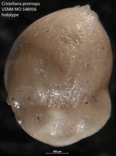 To NMNH Paleobiology Collection (Cristellaria proinops USNM MO 548956 holotype)