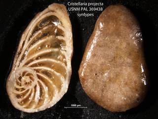 To NMNH Paleobiology Collection (Cristellaria projecta USNM PAL 369438 syntypes)