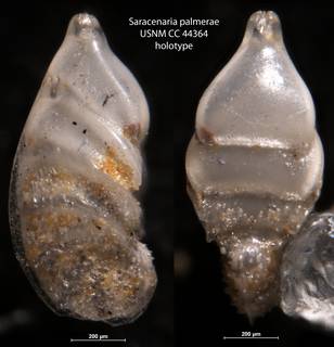 To NMNH Paleobiology Collection (Saracenaria palmerae USNM CC 44364 holotype)