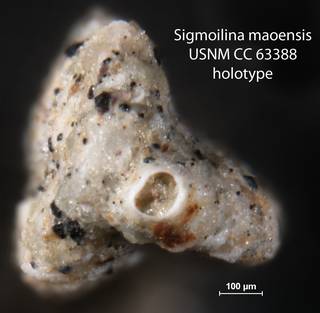 To NMNH Paleobiology Collection (Sigmoilina maoensis USNM CC 63388 holotype 2)