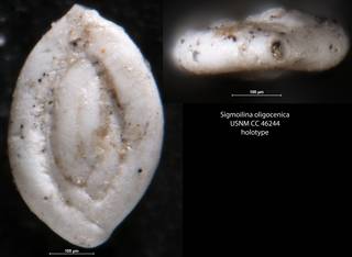 To NMNH Paleobiology Collection (Sigmoilina oligocenica USNM CC 46244 holotype)