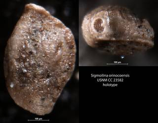 To NMNH Paleobiology Collection (Sigmoilina orinocoensis USNM CC 23582 holotype)