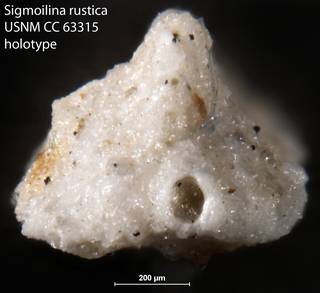 To NMNH Paleobiology Collection (Sigmoilina rustica CC 63315 holo 2)