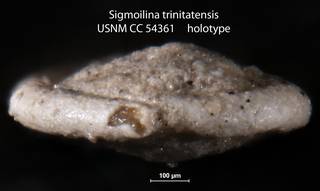 To NMNH Paleobiology Collection (Sigmoilina trinitatensis USNM CC 54361 holotype)