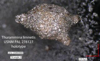 To NMNH Paleobiology Collection (Thurammina limnetis USNM PAL 278127 holotype)