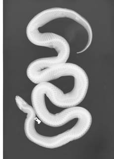 To NMNH Extant Collection (USNM 5509 xray)