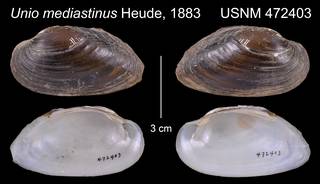 To NMNH Extant Collection (Unio mediastinus Heude, 1883     USNM 472403)