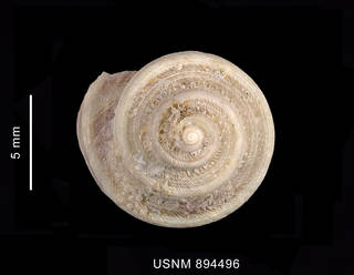 To NMNH Extant Collection (Tropidomarga biangulata Powell, 1951 shell apical view)