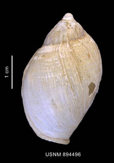 To NMNH Extant Collection (Harpovoluta charcoti (Lamy, 1910) shell dorsal view)