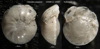 To NMNH Paleobiology Collection (Cibicides pippeni USNM CC 24691 holotype)