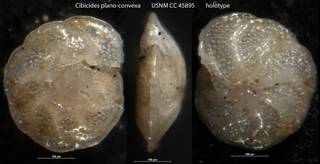 To NMNH Paleobiology Collection (Cibicides plano-convexa USNM CC 45895 holotype)
