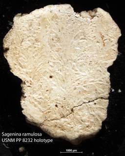 To NMNH Paleobiology Collection (Sagenina ramulosa USNM PP 8232 holotype)