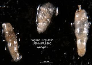 To NMNH Paleobiology Collection (Sagrina irregularis USNM PP 8200 syntypes)
