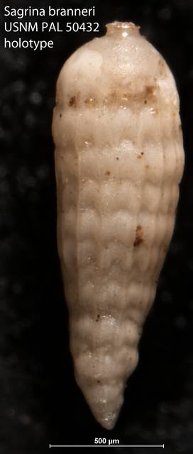 To NMNH Paleobiology Collection (Sagrina branneri USNM PAL 50432 holotype)